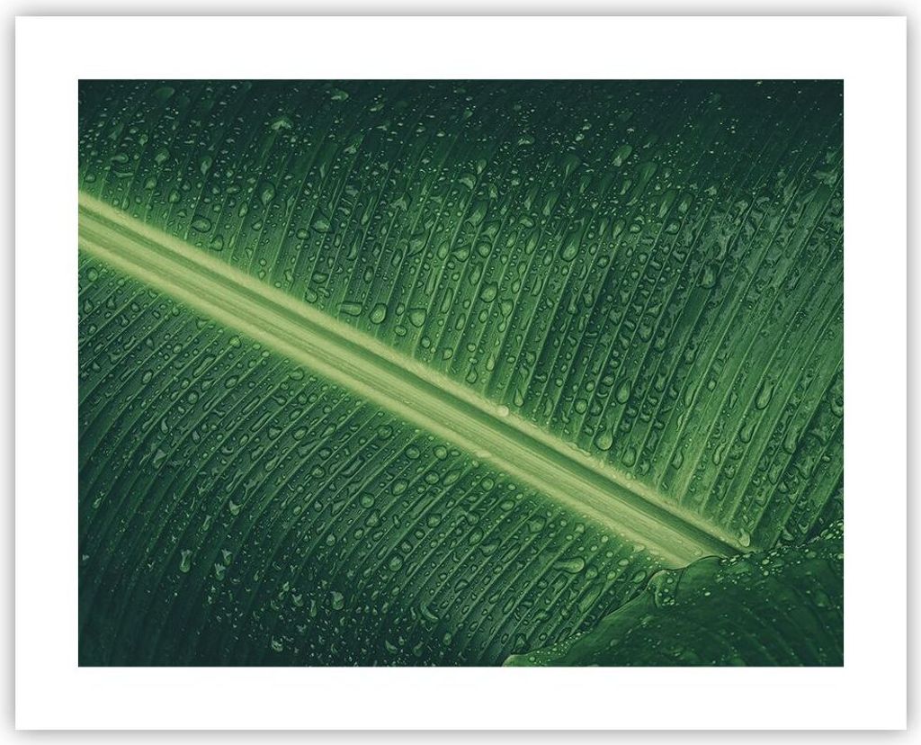 Poster - Poster ohne Rahmen - Makro Blatt Tropfen - 50x40 cm - Wand Bild - Wanddeko - Wandbilder - Kunstposter - Wandposter - Bilder - Kunstdruck -...