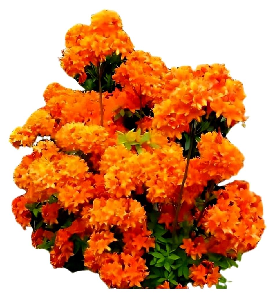 blühende Gartenazalee Rhododendron luteum Golden Eagle Produktbild 