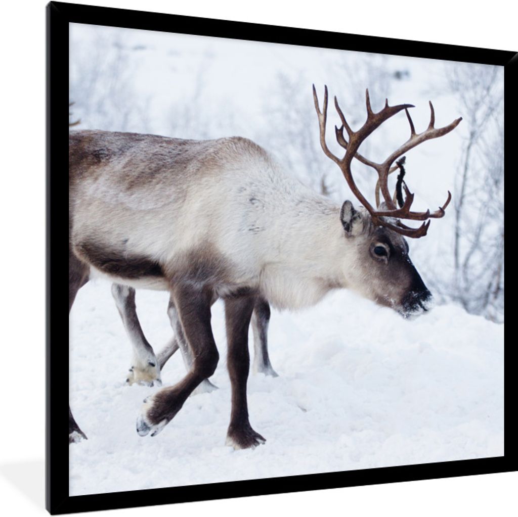 MuchoWow Gerahmtes Poster Ein Weihnachtsfoto von Rentieren entlang der Straßen von Kilpisjarvi, Finnland 40x40 cm - Poster mit Schwarzem Bilderr...