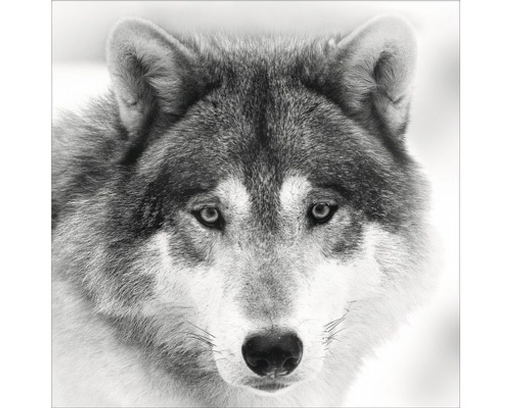Rustikales Glasbild mit Wolf-Motiv 30x30 cm, Grautöne mit weißen Akzenten