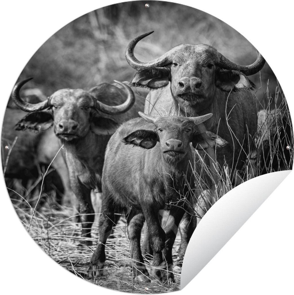 MuchoWow Gartenposter Outdoor-Poster Rund Gruppe von neugierigen Büffeln - schwarz und weiß Ø 120 cm Gartendeko Rundes Poster draußen