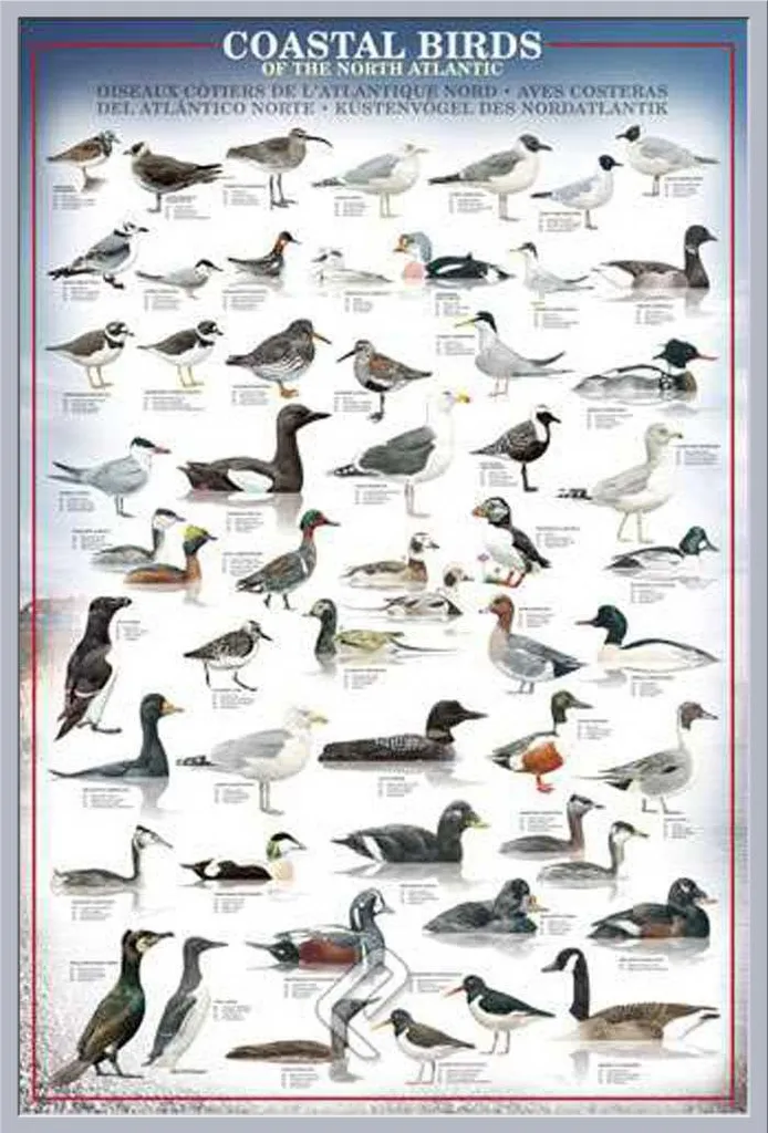 Tableau Éducatif Oiseaux de Mer avec Cadre Argenté et Vitre Acrylique