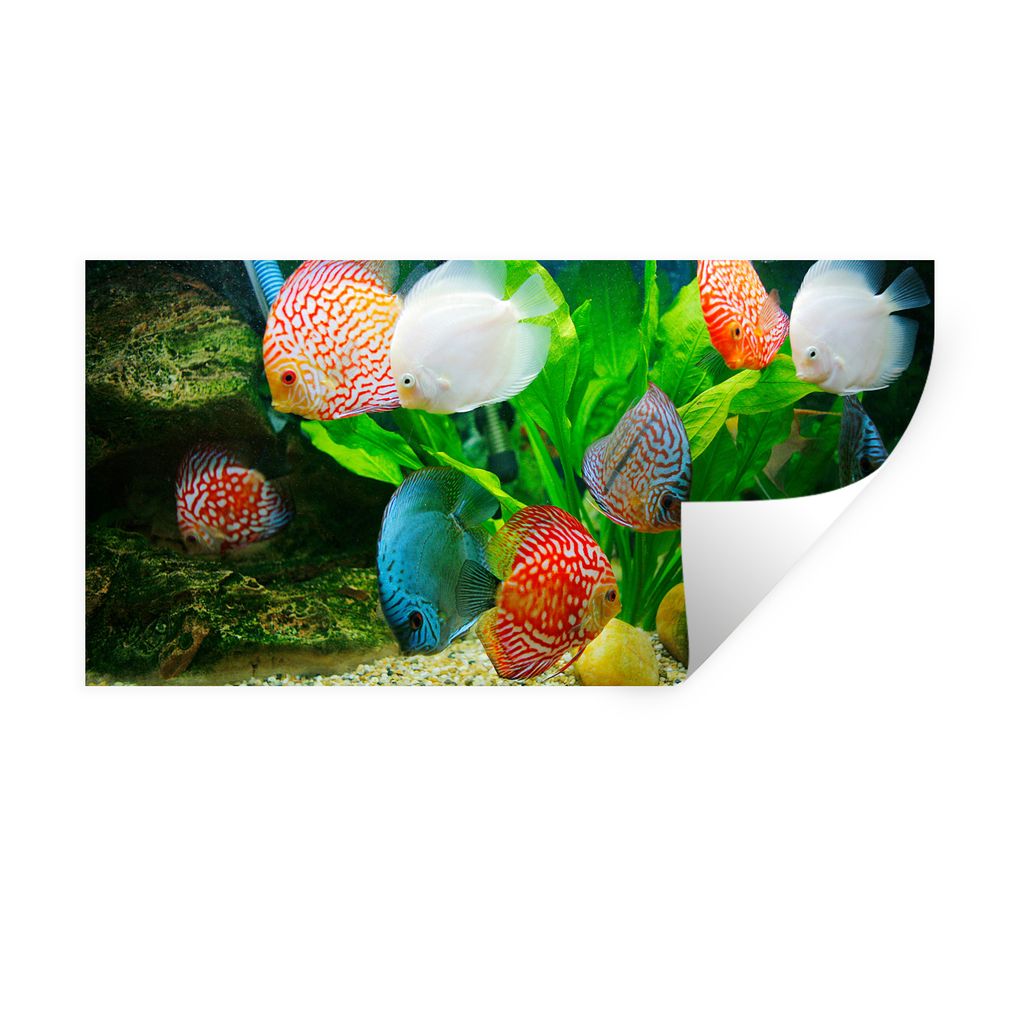 MuchoWow Wandtattoo Wandsticker Wandaufkleber Fische in einem Aquarium 80x40 cm Selbstklebend und Repositionierbar - Aufkleber