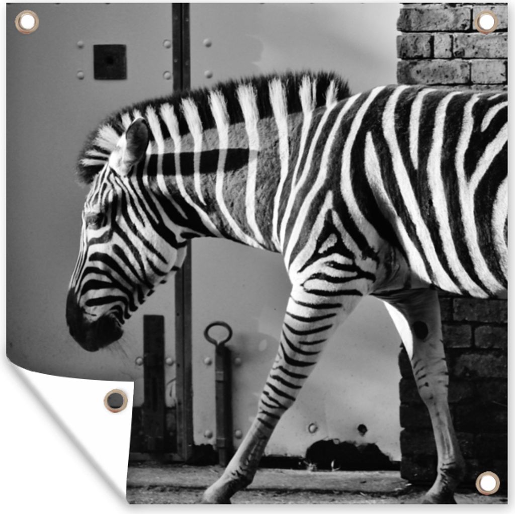 MuchoWow 50x50 cm Outdoor-Poster Gartendeko Sichtschutz Garten Poster für den Garten Zebra - Wand - Tür - Tiere - Schwarz und weiß