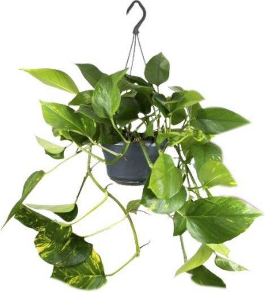 Efeutute – Epipremnum Aureum – Ø15cm x H25cm – Schneller Wuchs – Pflegeleichte Zimmerpflanze – Luftreinigend – Kletter – & Hängepfl...