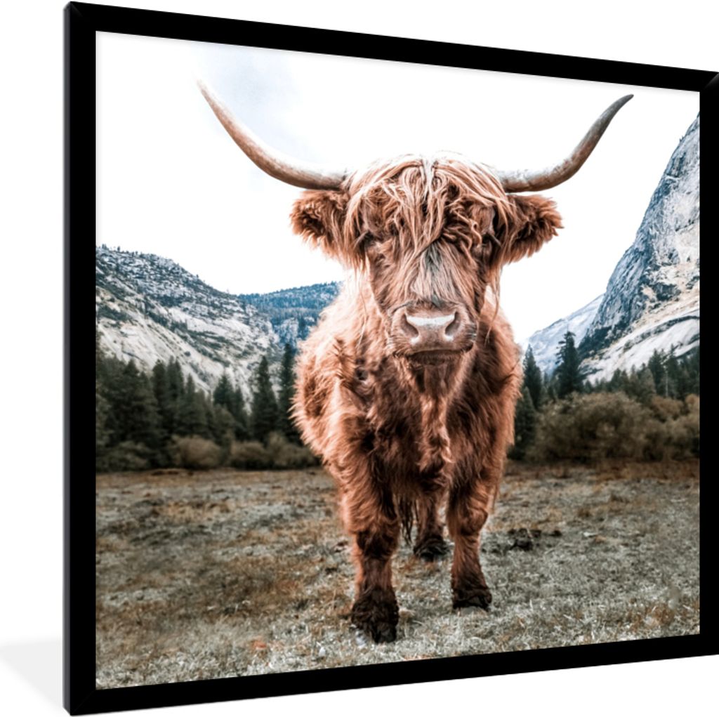 MuchoWow Gerahmtes Poster Schottischer Highlander - Berg - Tiere 40x40 cm - Poster mit Schwarzem Bilderrahmen Wandposter Rahmen Foto Bilder - Mit...