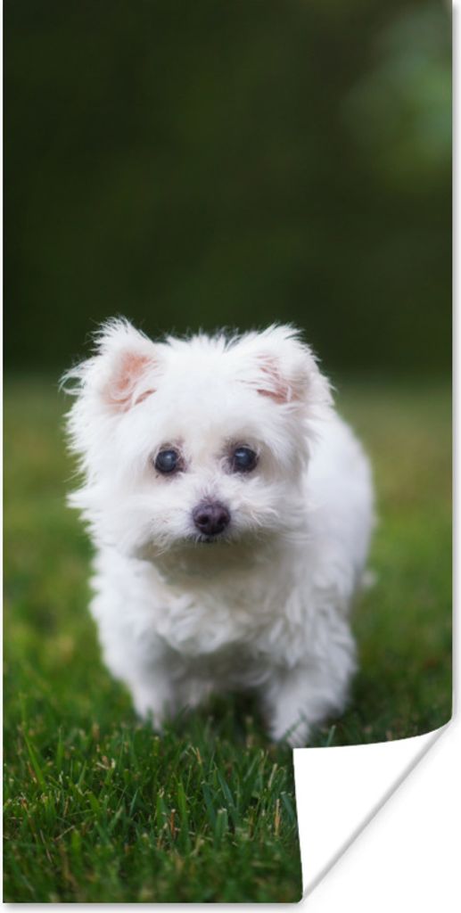 MuchoWow Poster Malteser Hund auf einer Wiese 20x40 cm - Plakat - Foto