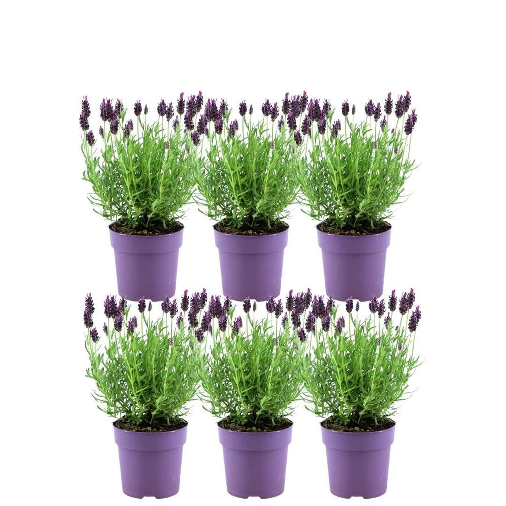 Plants by Frank | 6 Französische Lavendel Pflanzen | Produktbild 