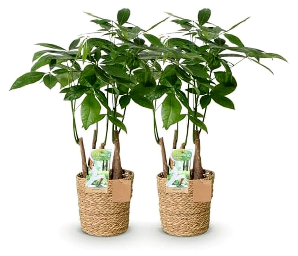 Zimmerpflanzen - Pachira Aquatica Mehrstamm - Geldbaum - Pflegeleicht - mit Korb - Grün - 2 Pflanzen - Topf 17cm - Höhe 50-55cm