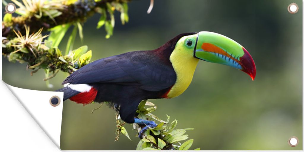 MuchoWow 80x40 cm Outdoor-Poster Gartendeko Sichtschutz Garten Poster für den Garten Ein Tukan auf einem blühenden Zweig