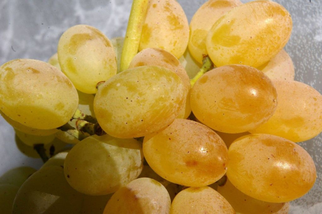 Vitis vinifera Gelber Augusteller - Weintraube Gelber Augusteller