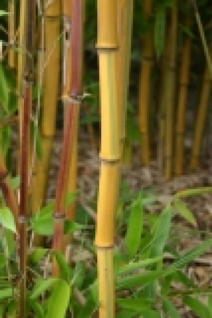 Phyllostachys aureosulcata spectabilis - Zickzack-Bambus spectabilis - 125-150cm