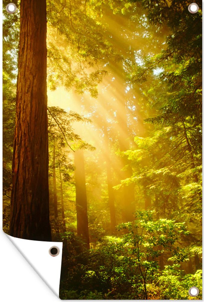 MuchoWow 40x60 cm Outdoor-Poster Gartendeko Sichtschutz Garten Poster für den Garten Darstellung eines Redwood-Baums mit Sonnenstrahlen