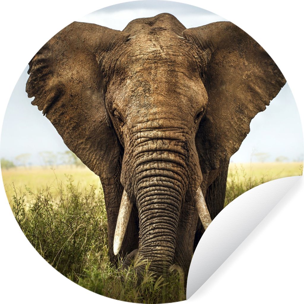 MuchoWow Runde Wandtattoo - Wandsticker Tapete Aufkleber Elefant - Gras - Tiere - Natur Ø 100 cm Selbstklebend und Repositionierbar - Wandaufkle...
