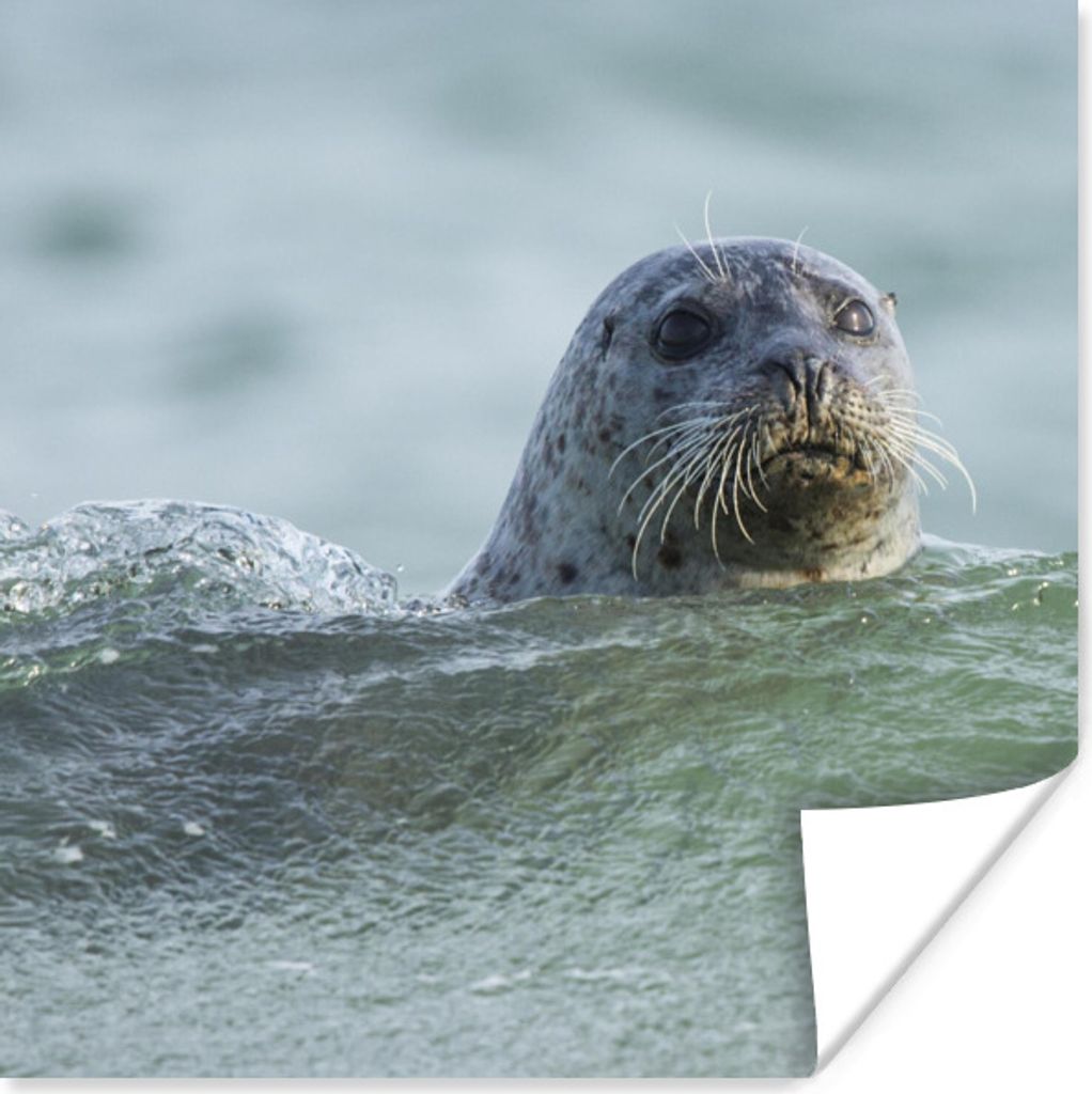 MuchoWow Poster Nordsee - Seehund - Wasser 100x100 cm - Babyzimmer