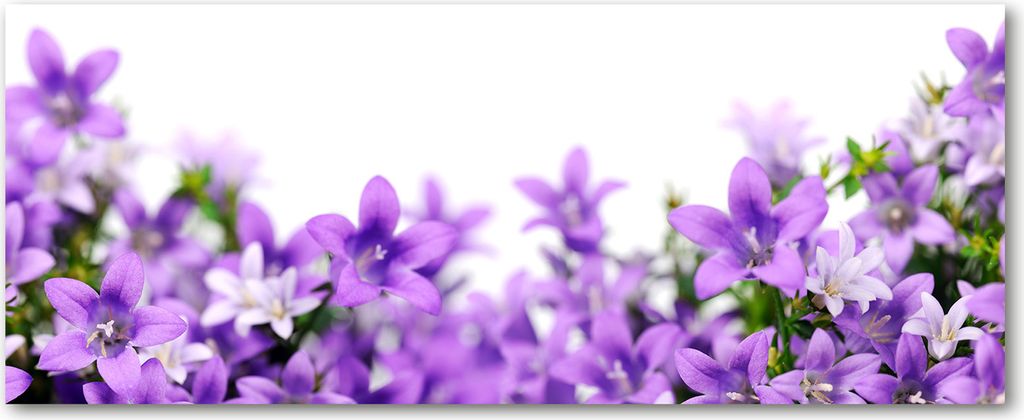 Tulup Küchenrückwand Spritzschutz aus Glas -125x50 -Spritzschutz auf gehärtetes Glas Deko Blumen & Pflanzen Lila Glocken