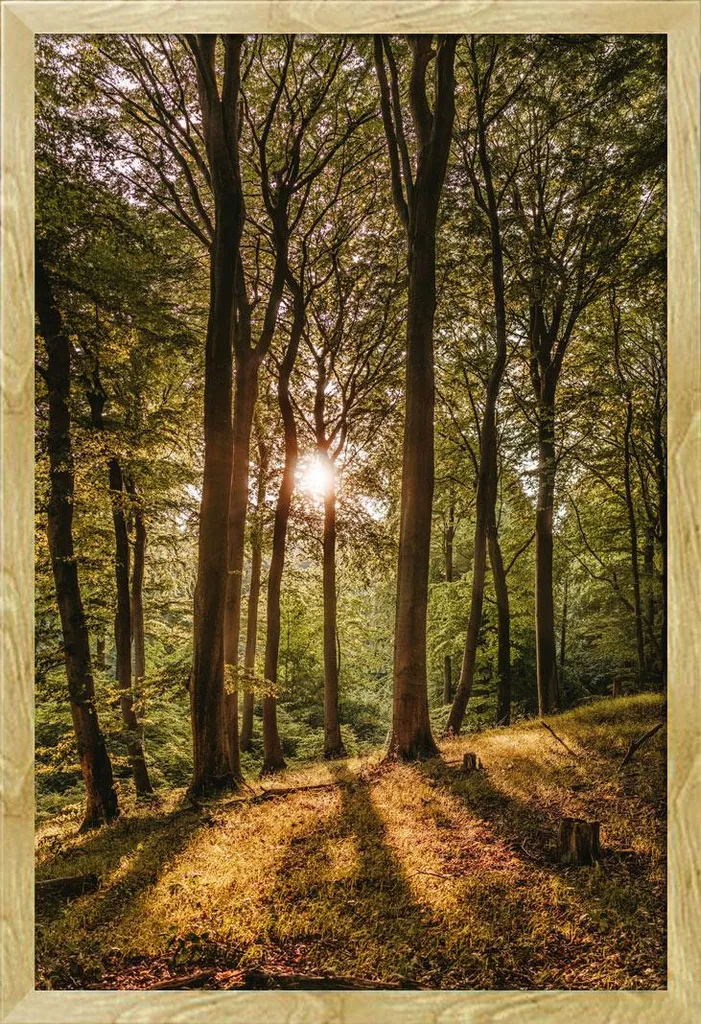 Set Poster Alba Foresta 61x91,5 + Cornice MDF Faggio Shinsuke Maxi