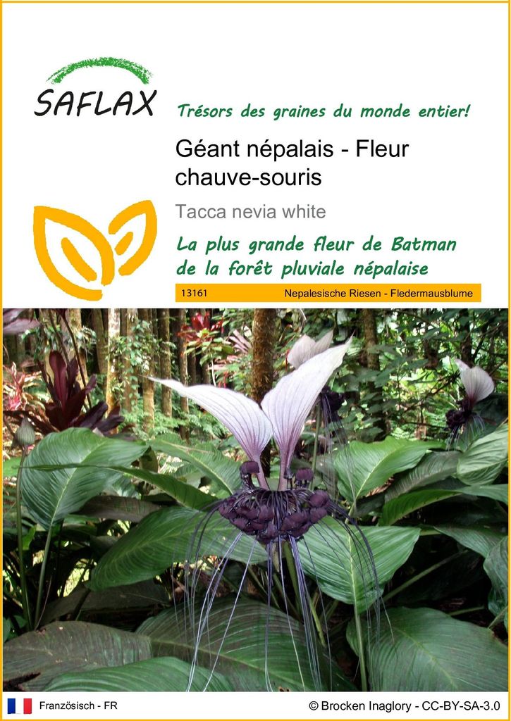 SAFLAX  - Géant népalais - Fleur chauve-souris - 10 graines Image du produit 
