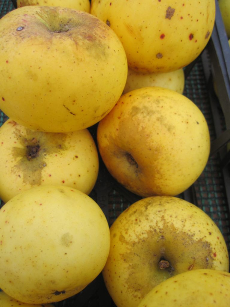 Malus Pommerscher Schneeapfel - Pommersdorfer Schneeapfel