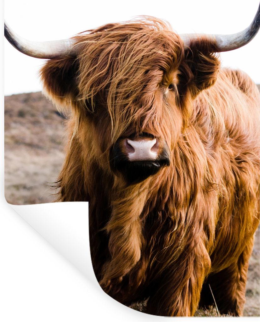MuchoWow Wandtattoo Wandsticker Wandaufkleber Schottische Highlander - Landschaft - Kuh - Braun - Tiere - Natur 80x120 cm Selbstklebend und Repos...