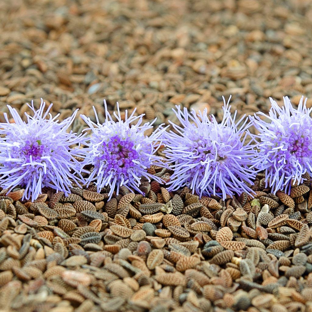 Phacelia 20kg Gründünger Humusbildung Bodenverbesserung Bienenweide 20KG blaue Phacelia, bienenfreundlich, verholzend
