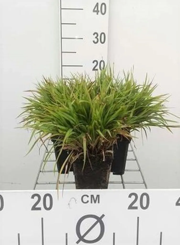 Luzula pilosa Igel : stop aux zones nues sous les arbres - 6 pots