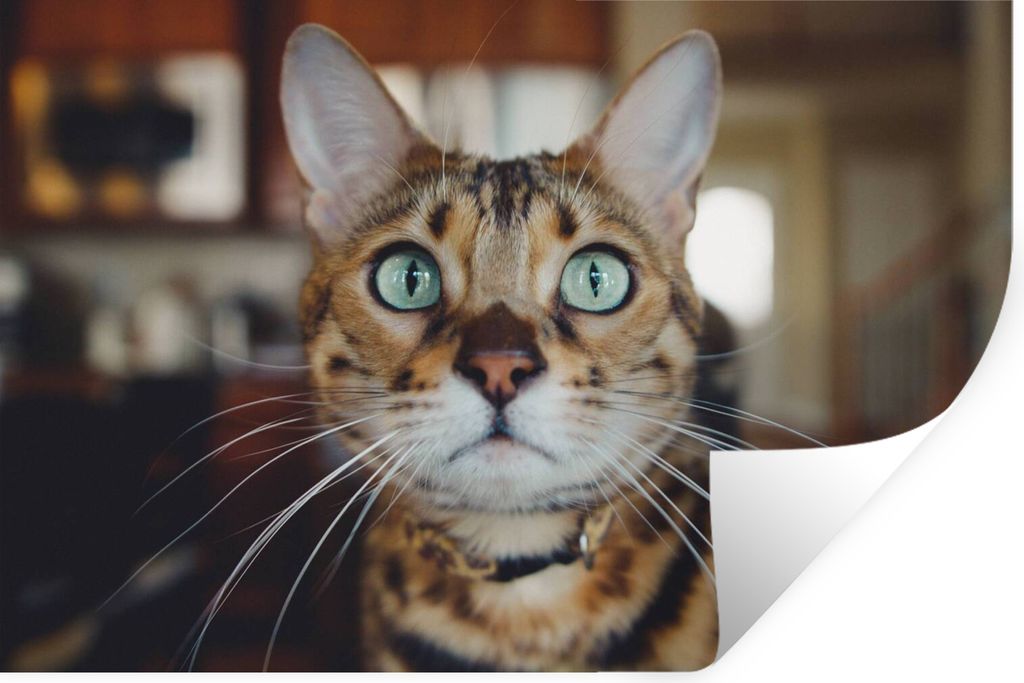 MuchoWow - Wierderverwendbar - Selbstklebend