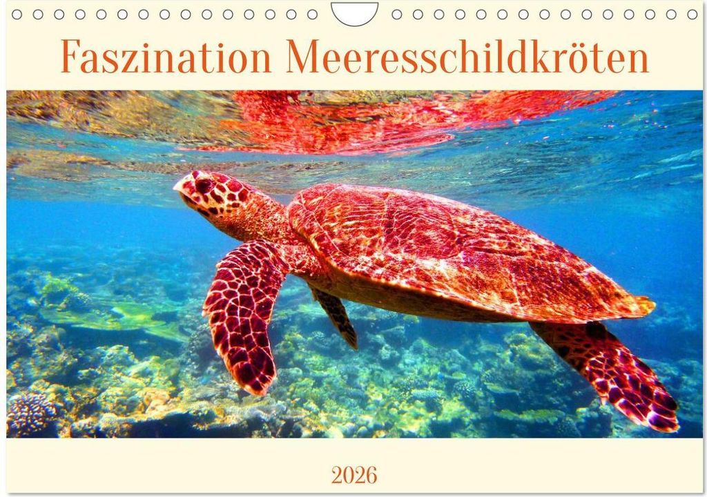 Faszination Meeresschildkröten (Wandkalender 2026 DIN A4 quer), CALVENDO Monatskalender