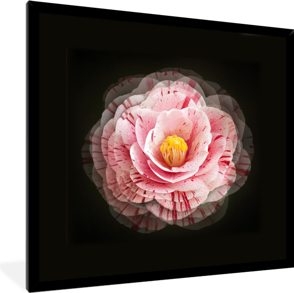 MuchoWow MuchoWow Gerahmtes Poster Blume - Kamelie - Rosa 40x40 cm - Poster mit zchwarzem Bilderrahmen - Mit Rahmen - Wanddekoration Schlafzimmer