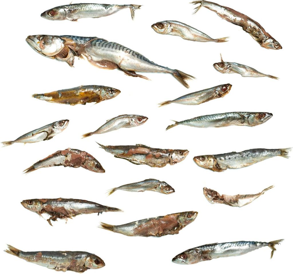 Köderfische Futterfisch / Stücke - Vakuumverpackt | 8-27CM | 4-15ST