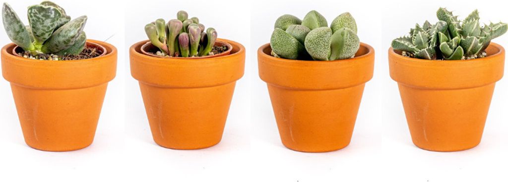 Gardners Lithops mix, priemer 6 cm Obrázok produktu 