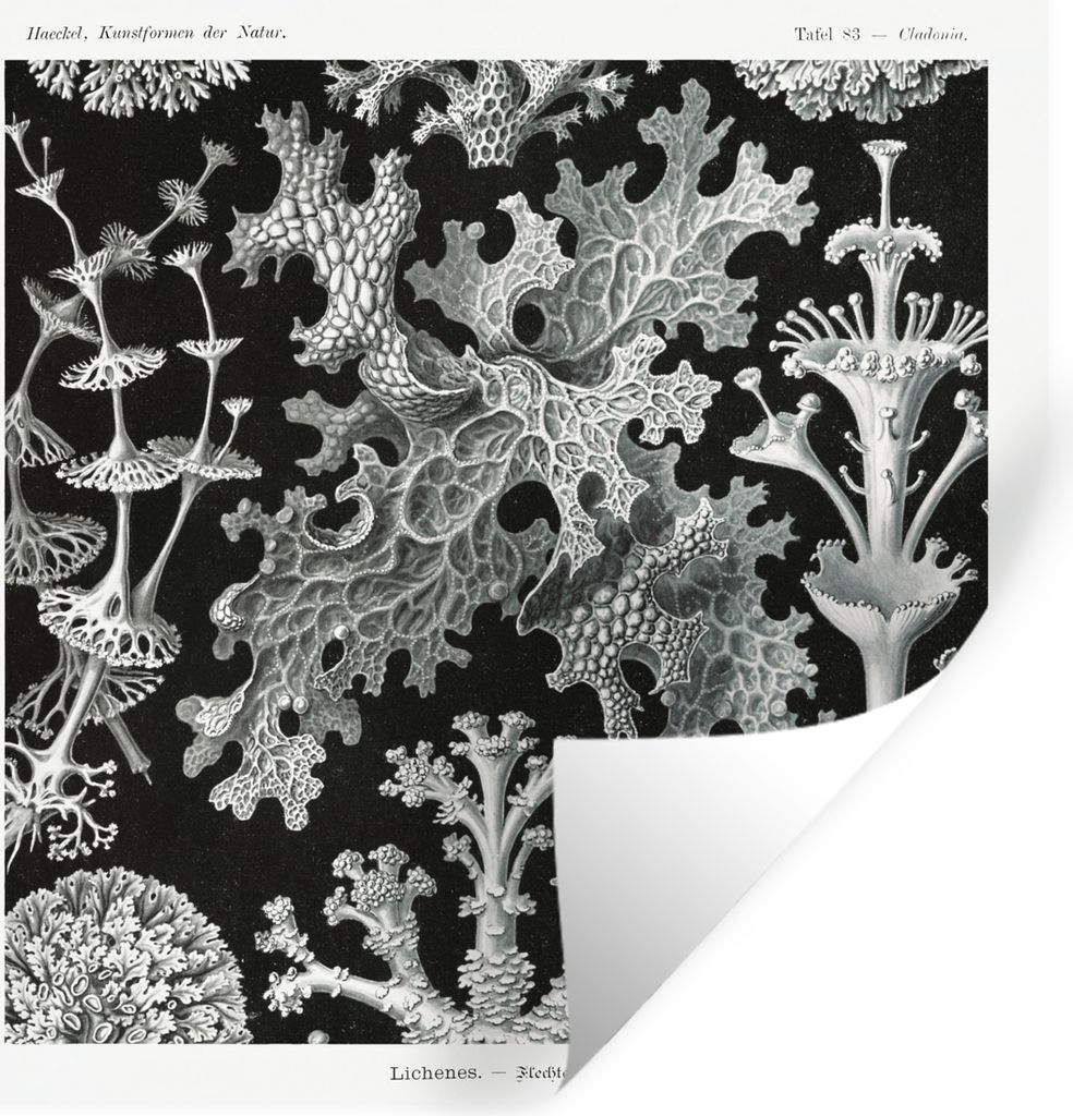 MuchoWow Wandtattoo Wandsticker Wandaufkleber Kunst - Koralle - Ernst Haeckel - Alte Meister - Natur 50x50 cm Selbstklebend und Repositionierbar ...