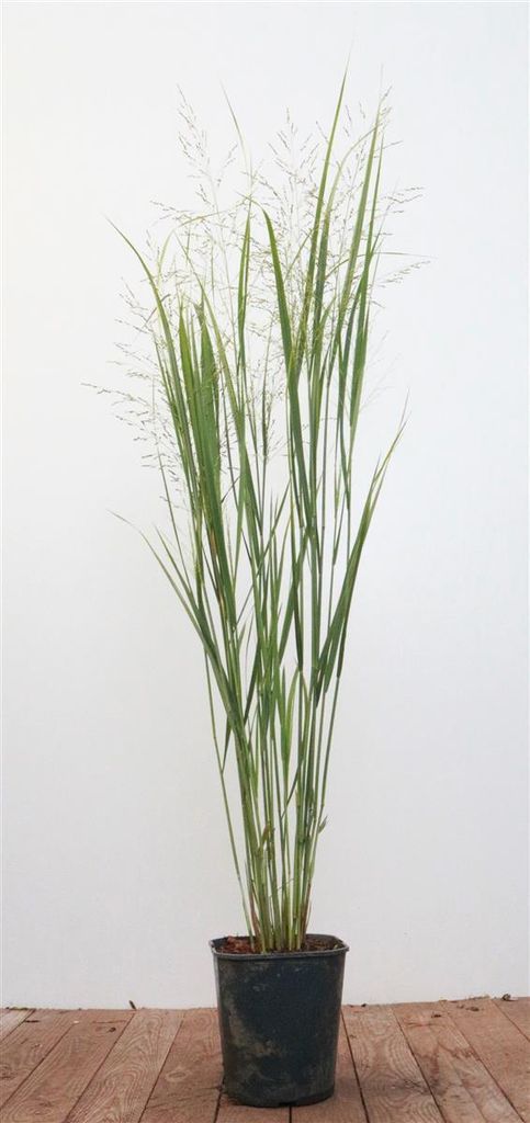 Panicum virgatum 'Northwind', Rutenhirse, aufrecht, 3-5 Liter Container