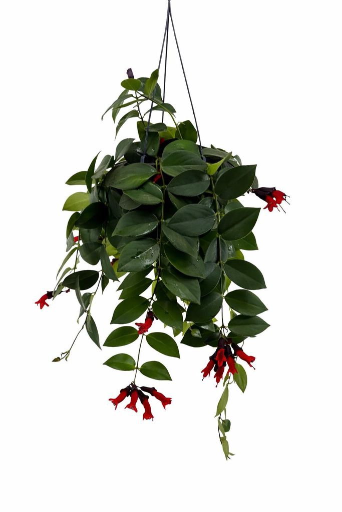 Aeschynanthus 'Mona Lisa' Ampel 70–80 cm – Schamblume, Produktbild 