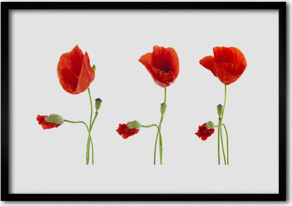 Bild 100x70 MDF-Rahmen Wandkunst Die Pflanze Mohn Natur