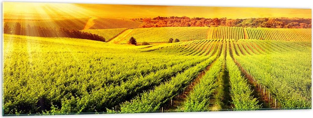 Bilder auf glas - Land Weingut Pflanzung - 160x50cm - Glasbilder - Wandbilder - Kunstdruck - zum Aufhängen bereit - Wanddekoration aus Glas - Glas...