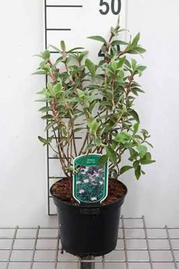 Ciste Silver Pink 20-25 cm : arbuste résistant sécheresse rose argenté