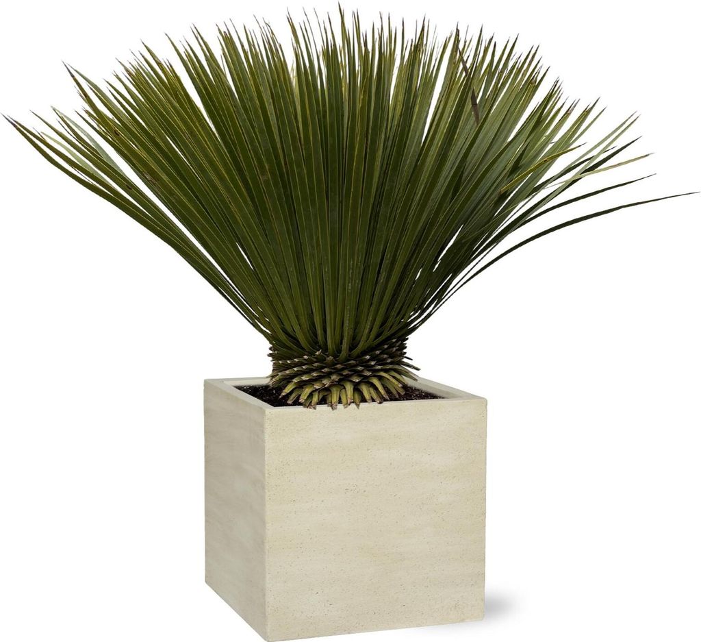 Palmlilie – Yucca Rostrata – Zimmerpflanze 80cm – Ø30cm – Exotische Wüstenpflanze mit blaugrauen Blättern – Pflegeleichte Kübelpflanz...