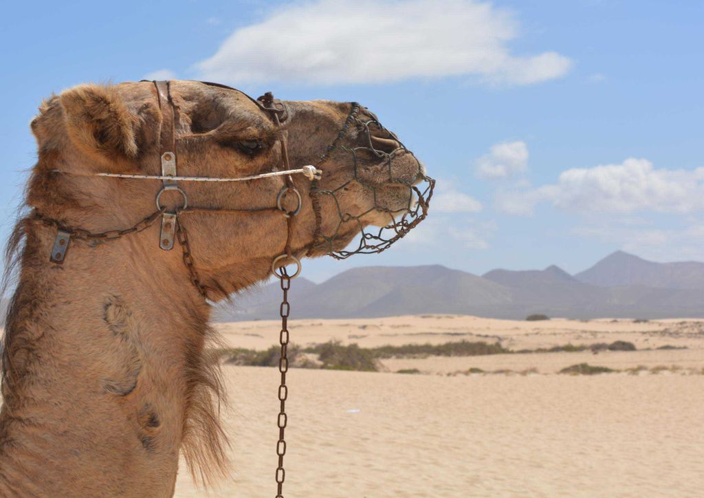hansepuzzle 18875 - Kamel Puzzle, 260 Teile, Tierwelt, 41,0 x 28,0cm mit hochwertiger Aufbewahrung, Kartonbox und wiederverschließbarem Beutel