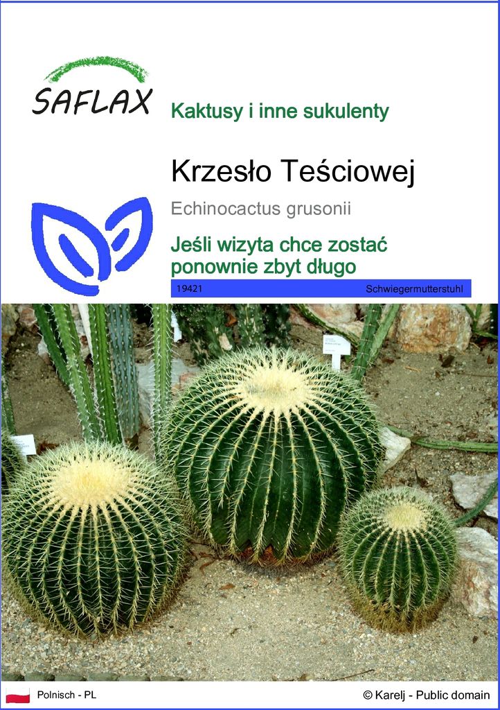 SAFLAX - Krzesło Teściowej - 40 Nasiona - Echinocactus Zdjęcie produktu 