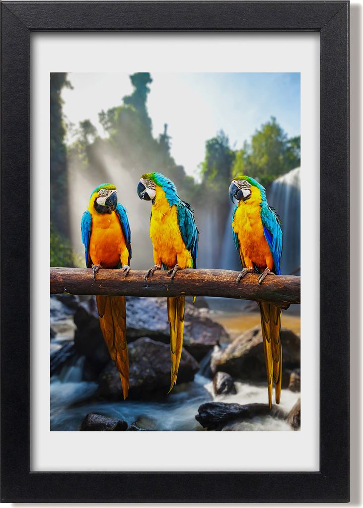 Bild 20x30 MDF-Rahmen, Wandkunst Macaw Papageien