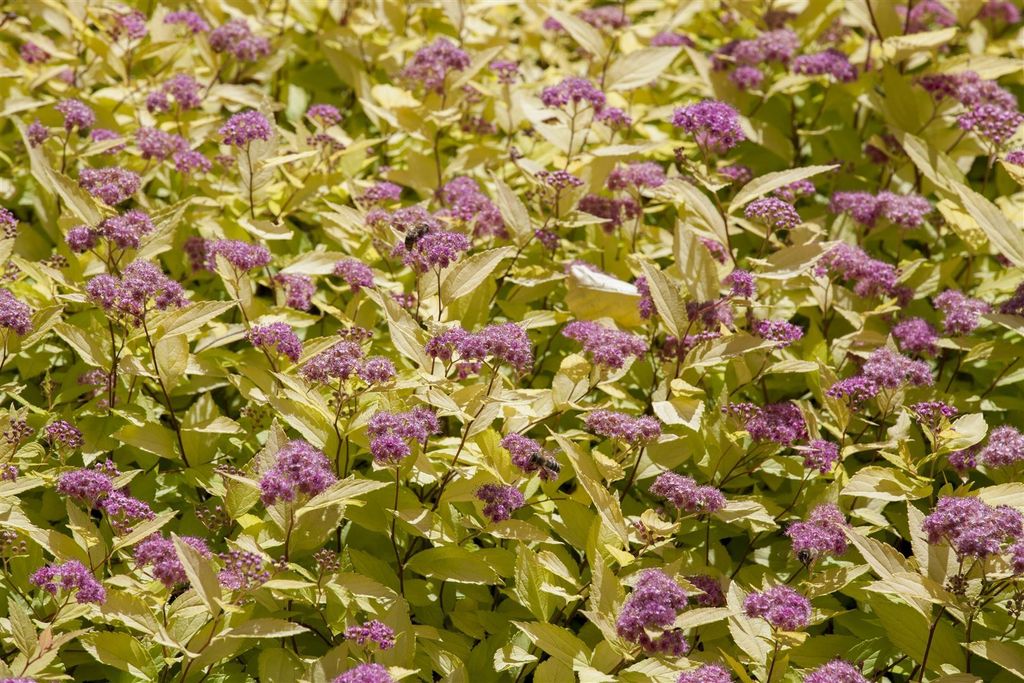 Spiraea japonica 'Golden Princess', Goldspiere, gelbgrün, 40–60 cm