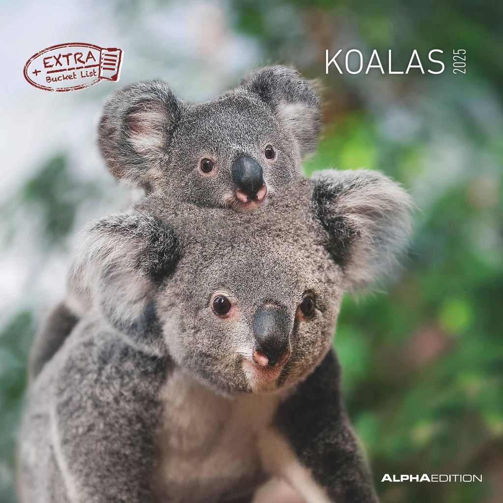 Alpha Edition - Koalas 2025 Broschürenkalender, 30x30cm, Wandkalender mit Platz für Notizen und Termine, Motive von süßen Koalas, Monatsübersi...