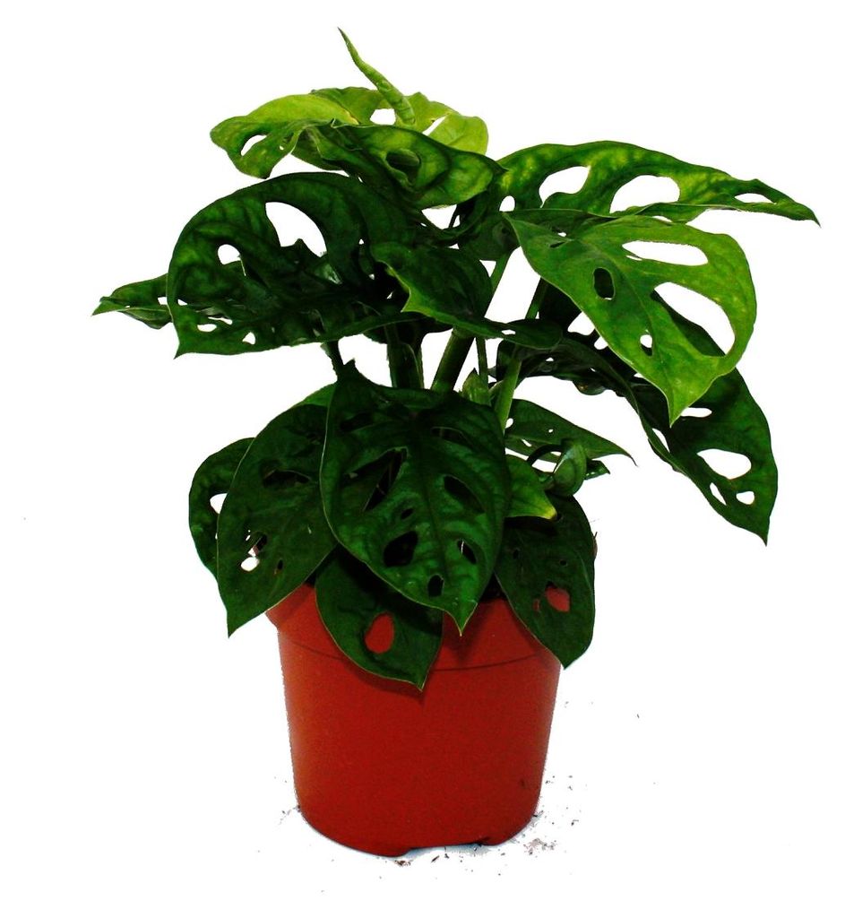 Okenní list - Monstera "Opičí maska" - 12cm květináč Obrázek produktu 
