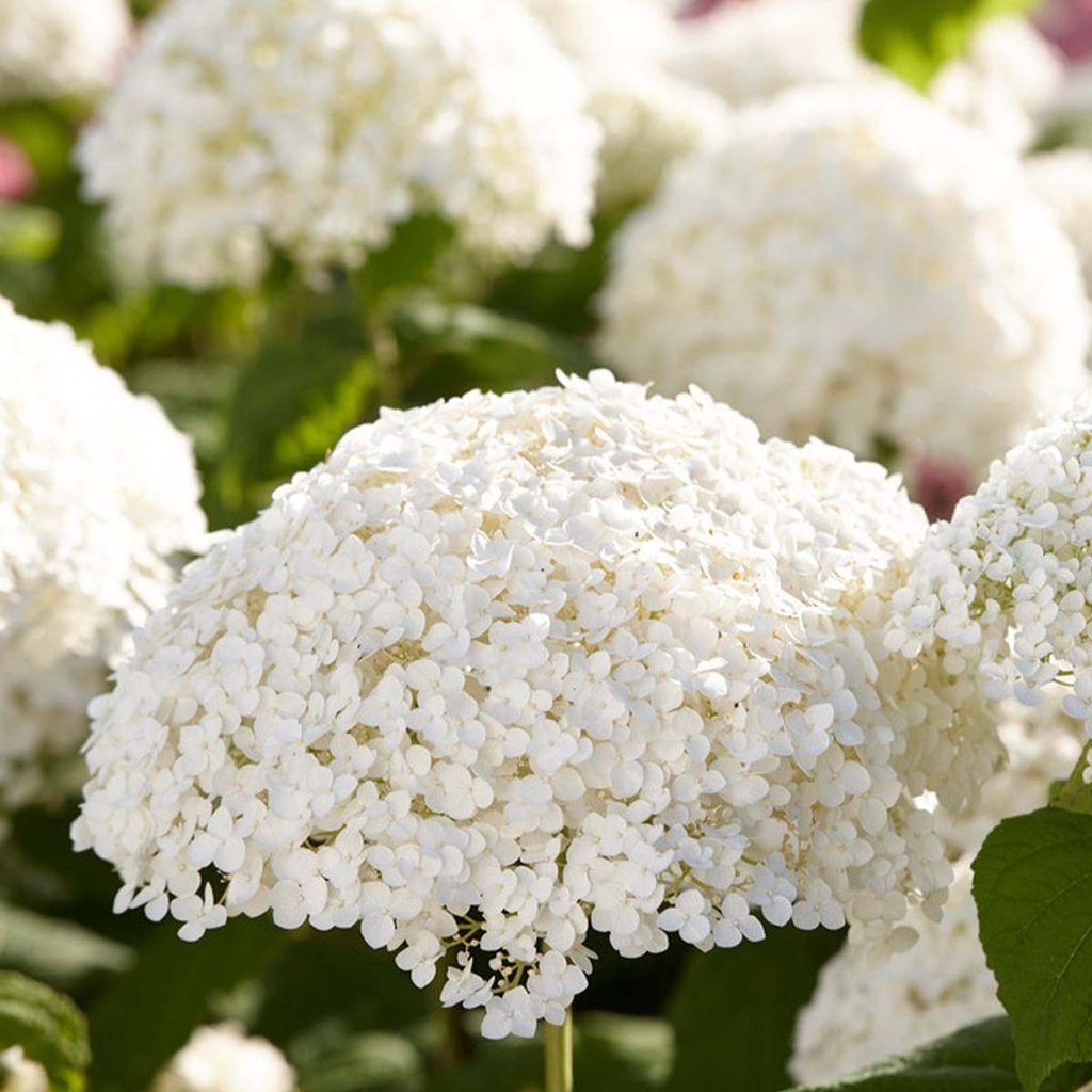 4x Hortensie \'Strong Annabelle\' - Hortensie - Strauch - Produktbild 4
