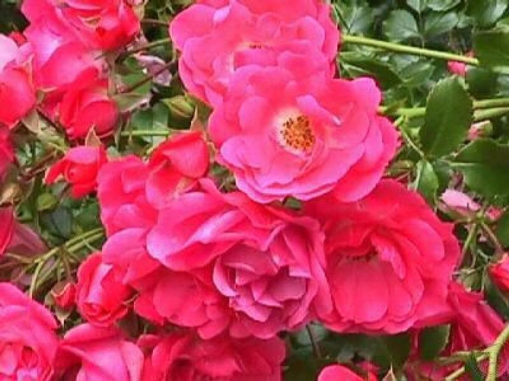 Bodendeckerrose Heidetraum , Noatraum , Noack - Co. 5 L - ADR-Rose