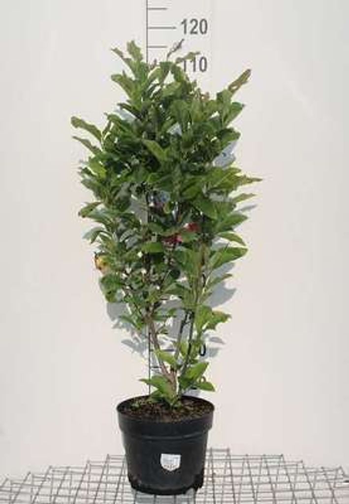Magnolia 'Susan' - Tulpen Magnolie 60- 80 cm - Container