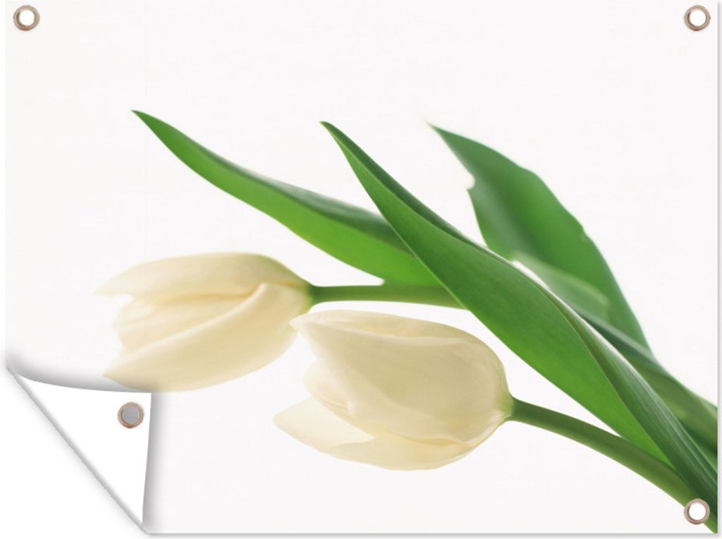 MuchoWow 40x30 cm Outdoor-Poster Gartendeko Sichtschutz Garten Poster für den Garten Zwei weiße Tulpen auf hellem Hintergrund