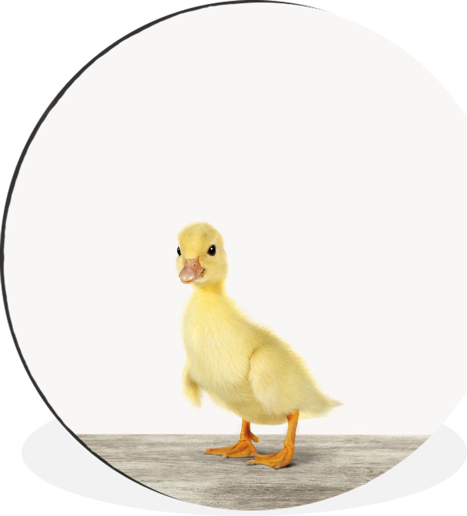 MuchoWow Aluminium Wandkreis Tiere - Gelb - Ente Ø 30 cm Wanddeko Modern Wohnzimmer - Wand Bild - Wohnzimmer - Runde Bilder - Alubilder - Kunst ...