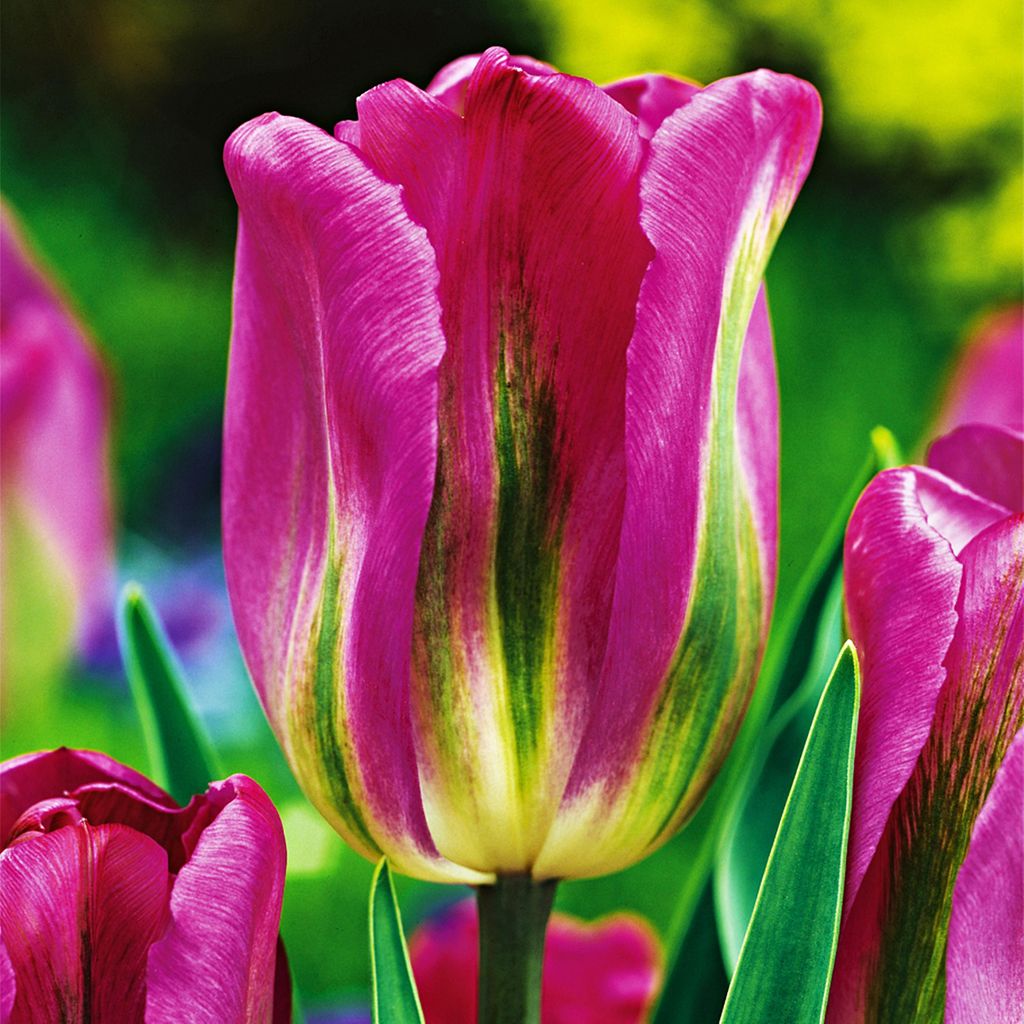 Tulipani Bulbi Bulbi Fiori Viridiflora Tulipano Nightrider Immagine del prodotto 
